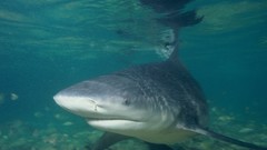 Sharks underwater
