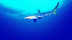 Sharks underwater