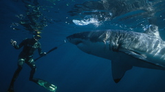 Sharks underwater Animals