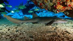 Sharks underwater nature Aquarium