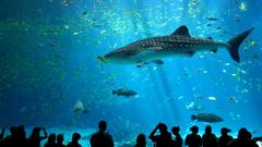 Sharks whale shark