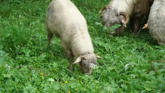 sheep Animals grass Mammals outdoors Plants