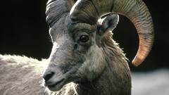 Sheep Colorado Rocky