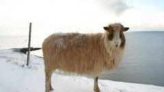 Sheep faroe Islands high