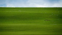 Sheep fields