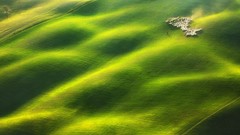 Sheep fields sheepherder