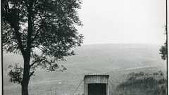 Sheep grayscale shelter David