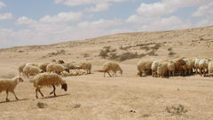 Sheep herd revivim high