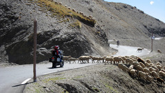 Sheep la bonette high