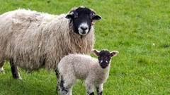 Sheep lamb cute animal