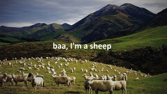 sheep landscape Animals Mammals outdoors Typography