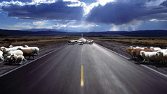 Sheep on The road