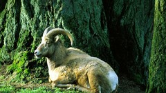 Sheep ram