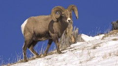 Sheep Wyoming national park yellowstone