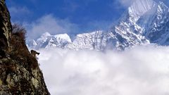 Shelf The and where ing wherei