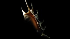 Shell black background