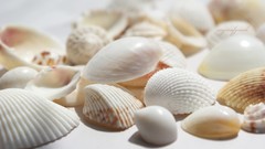 Shells