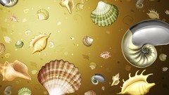 Shells