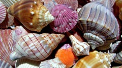 Shells