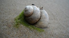 Shells Beaches shore seashells