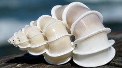 Shells macro seashells