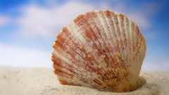 Shells seashells