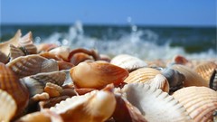 Shells seashells