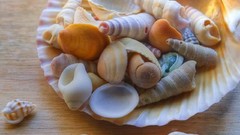 Shells seashells