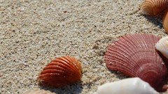 Shells seashells