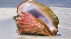 Shells seashells