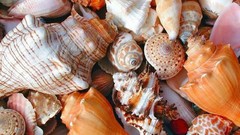 Shells seashells