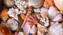 Shells seashells