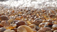 Shells seashells