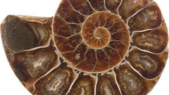 Shells spirals Fibonacci golden ratio