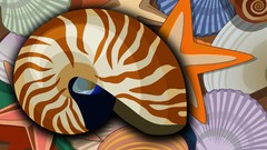 Shells starfish multicolor seashells vectors