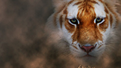 Sherikon Wild Animals tiger