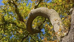 Sherwood forestan high nature