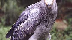 Shoebill stork bird
