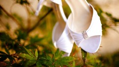 Shoes Taylor McCutchan