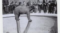 Show high off Resolution