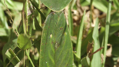 Showing doral side This