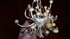 Shroom tiem mush high