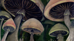 Shrooms