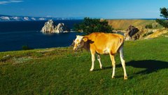 Siberian livestock high