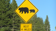 Sign Bears Animals