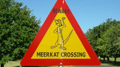 Signs meerkats