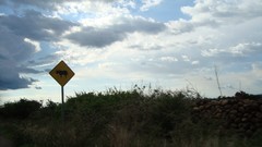 Signs Mexico roads Cows lost Highways signals jalisco colotlan