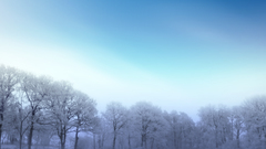 Silence winter snow fog