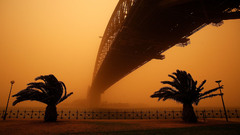 Silhouettes Bridges Sydney palm