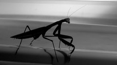 Silhouettes Bug mantis